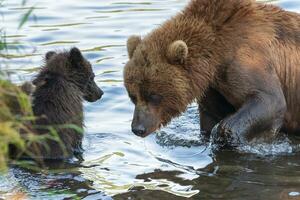 Kamchatka marron ours avec lionceau pêche rouge Saumon poisson dans rivière pendant poisson frai photo