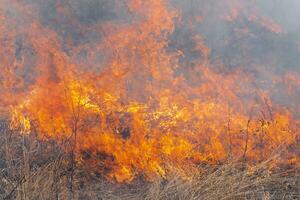 rouge flamme de feu, différent Les figures sur Contexte brûlant sec herbe dans forêt photo