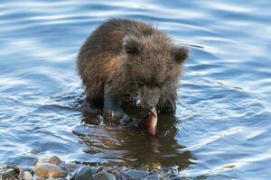 faim Kamchatka marron ours lionceau pêche rouge Saumon poisson dans rivière, manger il tandis que permanent dans l'eau. sauvage animal enfant dans Naturel habitat photo