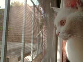 chat à la recherche par le fenêtre photo