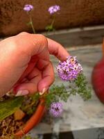 en portant une lilas fleur après pluie photo