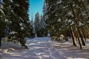 hiver paysage de une neigeux forêt sur une ensoleillé journée dans le Carpates montagnes. Frais neige dans le montagnes dans le Matin lumière du soleil. Noël arrière-plan, Nouveau année atmosphère photo