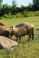 mouton pâturage sur vert Prairie à le coucher du soleil. troupeau de mouton repos sur vert Prairie à crépuscule photo