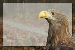 adulte blanc à queue Aigle portrait dans profil dans le sauvage avec Cadre. copie endroit avec haliaeetus albicille, alias le ern, erne, gris aigle, eurasien mer aigle, à queue blanche Aigle de mer fermer photo