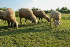 paisible troupeau de mouton pâturage dans serein d'or heure prairie. mouton pâturage à le coucher du soleil. la nature agriculture photo