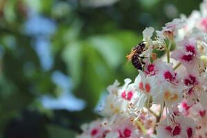 mon chéri abeille pollinise une floraison châtaigne. châtaigne fleurs fermer. châtaigne pollen sur une abeille. abeille rassemblement pollen de blanc fleur photo