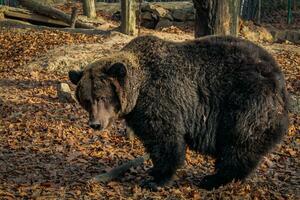 une grand noir ours permanent dans une forêt photo