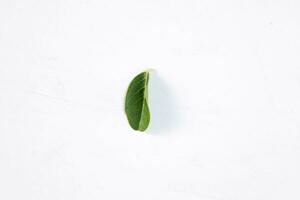 un vert feuille de une tropical arbre isolé sur blanc Contexte. photo