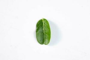 un vert feuille de une tropical arbre isolé sur blanc Contexte. photo