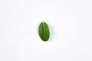 un vert feuille de une tropical arbre isolé sur blanc Contexte. photo