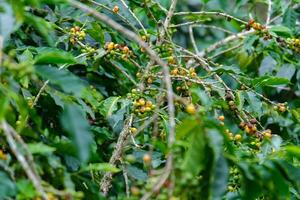 les caféiers mûrissent dans les montagnes de thaïlande prêts à être récoltés avec des cerises de café vertes et rouges. grains de café arabica mûrissant sur un arbre dans une plantation de café biologique. photo