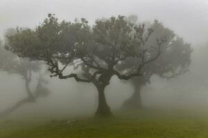 fanal forêt - séixal, le Portugal photo