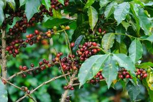 les caféiers mûrissent dans les montagnes de thaïlande prêts à être récoltés avec des cerises de café vertes et rouges. grains de café arabica mûrissant sur un arbre dans une plantation de café biologique. photo