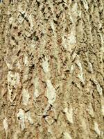 textures, motifs, et veines de arbre les troncs photo