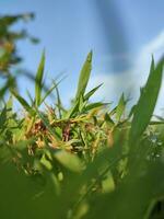 texture de sauvage vert herbe dans paddy champ photo