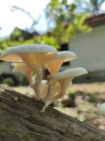 une champignon dans le forêt photo