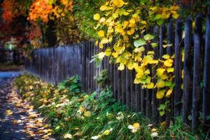 automne sur les alpes suisses photo