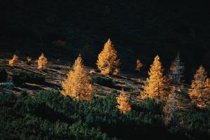 clair soleil sombre entre mélèzes et pins en automne photo