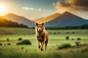 une chien en marchant dans le herbe à le coucher du soleil. généré par ai photo