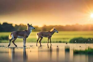 deux cerf supporter dans le l'eau à le coucher du soleil. généré par ai photo