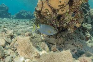 les poissons nagent dans la mer rouge, poissons colorés, eilat israël photo