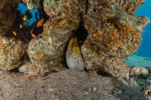 murène mooray lycodontis undulatus dans la mer rouge, eilat israël photo