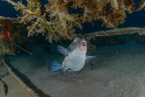 les poissons nagent dans la mer rouge, poissons colorés, eilat israël photo