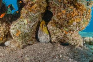 murène mooray lycodontis undulatus dans la mer rouge, eilat israël photo
