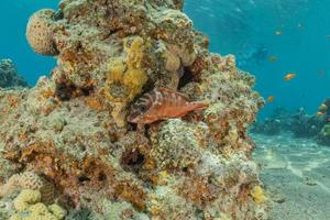 les poissons nagent dans la mer rouge, poissons colorés, eilat israël photo