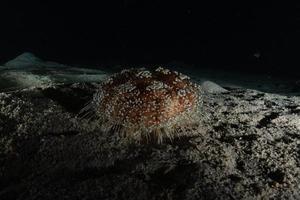 récif de corail et plantes aquatiques dans la mer rouge, eilat israël photo