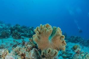 récif de corail et plantes aquatiques dans la mer rouge, eilat israël photo