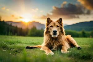 une chien pose dans le herbe à le coucher du soleil. généré par ai photo