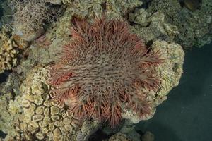 récif de corail et plantes aquatiques dans la mer rouge, eilat israël photo