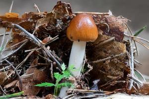 Gros plan d'un champignon grisette fauve entre les aiguilles de pin et la mousse