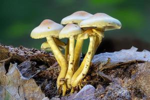 Gros plan d'un champignon de soufre à feuilles vertes sur un tronc d'arbre photo