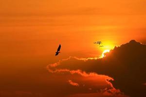 le soleil se couche avec un oiseau en vol photo