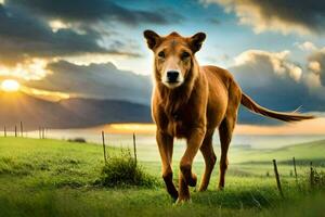 une cheval est en marchant dans une champ à le coucher du soleil. généré par ai photo