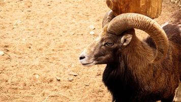 le mouflon gratte ses cornes contre un poteau de bois. photo