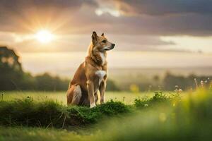 une chien séance sur une herbeux champ à le coucher du soleil. généré par ai photo