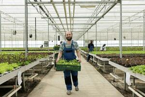 de bonne humeur agriculteur Faire régénérateur agriculture en utilisant pesticide gratuit sol engrais. Contexte de occupé groupe de ferme ouvriers dans local éco amical serre utilisé pour croissance biologique bio des légumes. photo