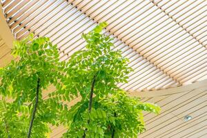 intérieur Publique espace zone avec toit parasol canopée gril conception pour vert arbre plante intérieur pour refroidissement air rafraîchir ozone photo