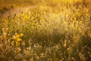 prairie fleurie sous les rayons du soleil photo