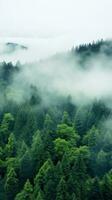 une panoramique vue de une dense forêt avec une blanc brouillard couvrant le cime des arbres photo