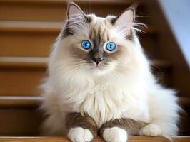 majestueux chat avec frappant bleu yeux séance royalement sur une escalier ai génératif photo