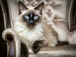 royal Siamois chat posé sur une luxueux chaise ai génératif photo