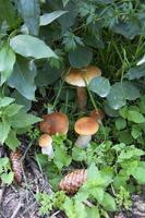 champignons dans la forêt. les cèpes poussent en tas dans l'herbe