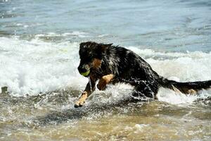 une chien en jouant dans le l'eau photo