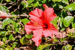 détail de une rouge fleur photo