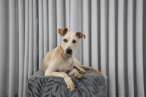 chien aux cheveux clairs allongé sur une bouffée dans le salon photo