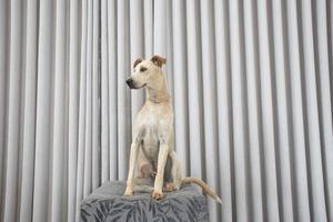 chien aux cheveux clairs assis sur un pouf dans le salon photo